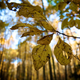 Illustration for article titled Shooting Challenge Fall Leaves Gallery 10